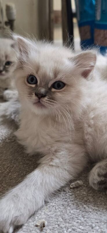 Gorgeous Ragdoll Kittens for sale in Stockport, Greater Manchester | Image 2