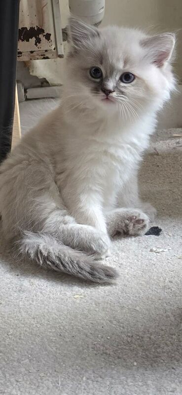 Gorgeous Ragdoll Kittens for sale in Stockport, Greater Manchester | Image 3