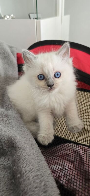 Ragdoll kittens for sale in Stockport, Greater Manchester – 7 weeks old