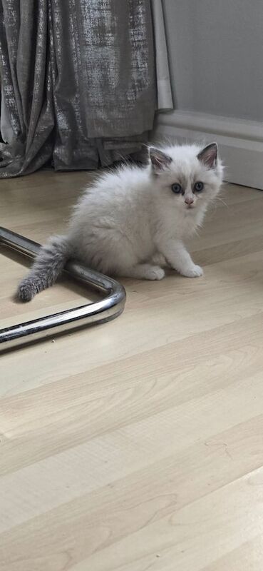 Ragdoll kittens for sale in Stockport, Greater Manchester – 7 weeks old - Image 2 of 3