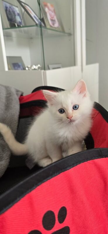 Ragdoll kittens for sale in Stockport, Greater Manchester – 7 weeks old - Image 3 of 3