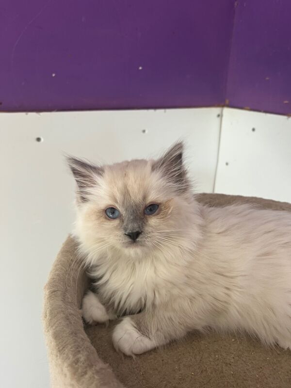 Gorgeous ragdoll kittens for sale in Ashford, Kent