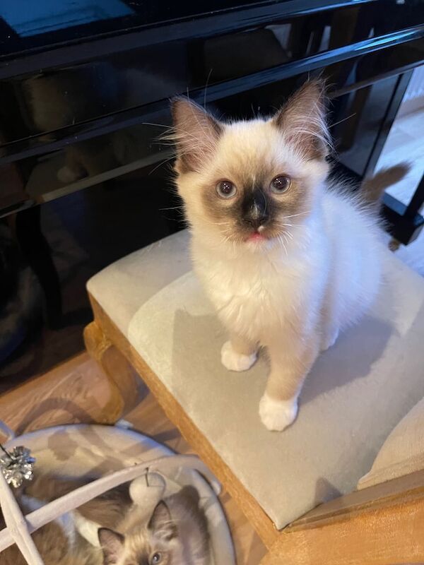 Gorgeous Ragdoll Kittens 2Boys 1 Girl for sale in Norbury, Greater London