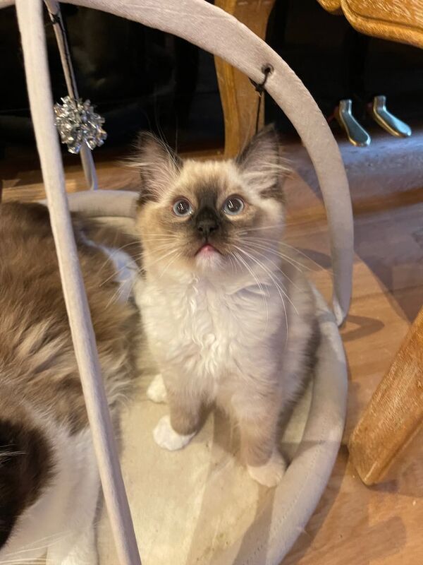 Gorgeous Ragdoll Kittens 2Boys 1 Girl for sale in Norbury, Greater London | Image 2