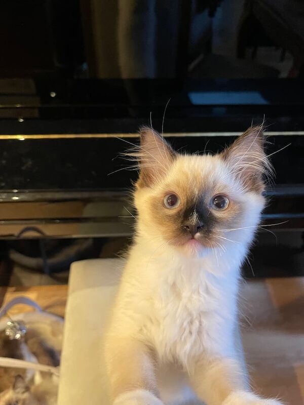 Gorgeous Ragdoll Kittens 2Boys 1 Girl for sale in Norbury, Greater London | Image 3