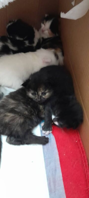 Gorgeous ragdoll kittens for sale in Aspley, Nottinghamshire
