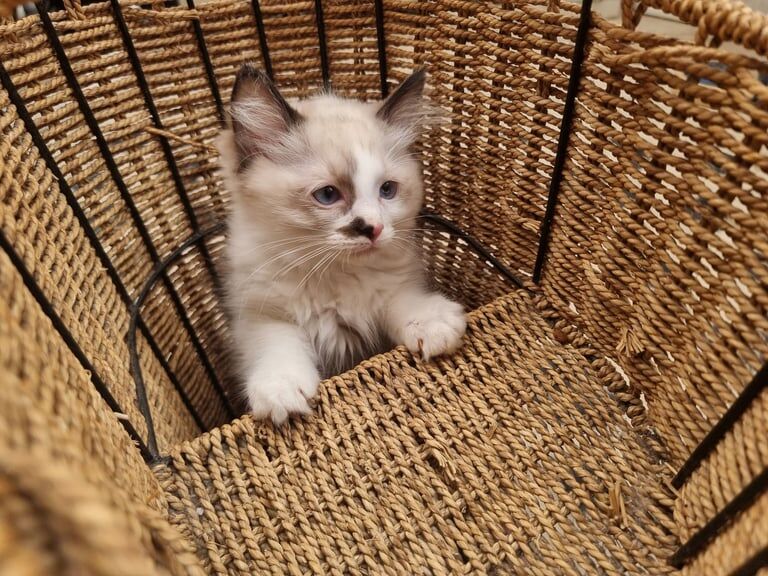 Ragdoll kittens for sale in Stoke-on-Trent, Staffordshire – 10 weeks old