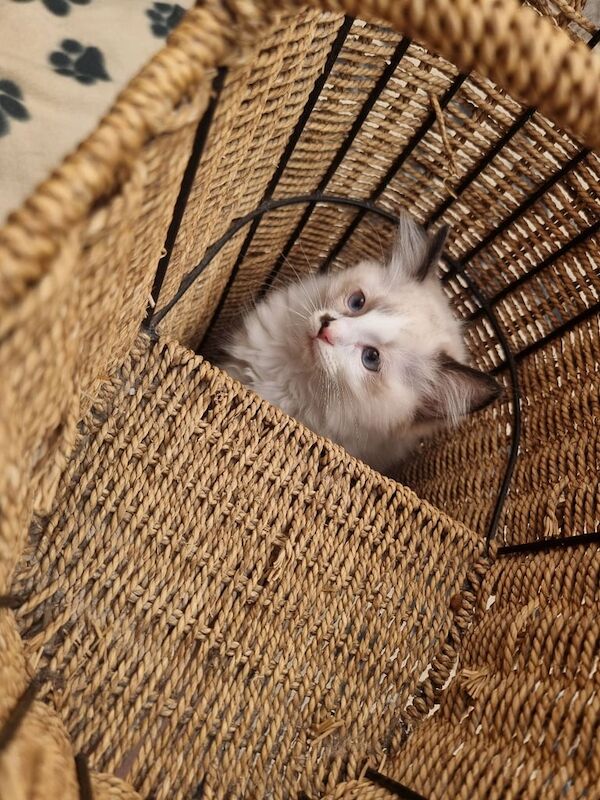 Ragdoll kittens for sale in Stoke-on-Trent, Staffordshire – 10 weeks old - Image 2 of 3