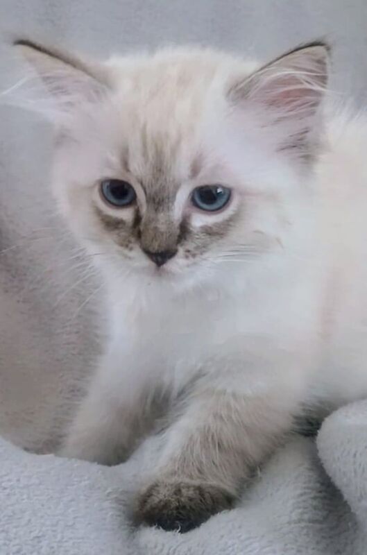Ragdoll kittens for sale in Exeter, Devon – 11 weeks old