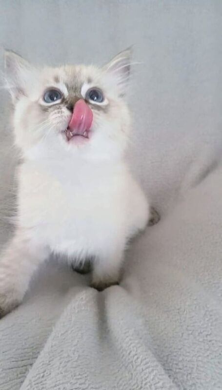 Ragdoll kittens for sale in Exeter, Devon – 11 weeks old - Image 2 of 3