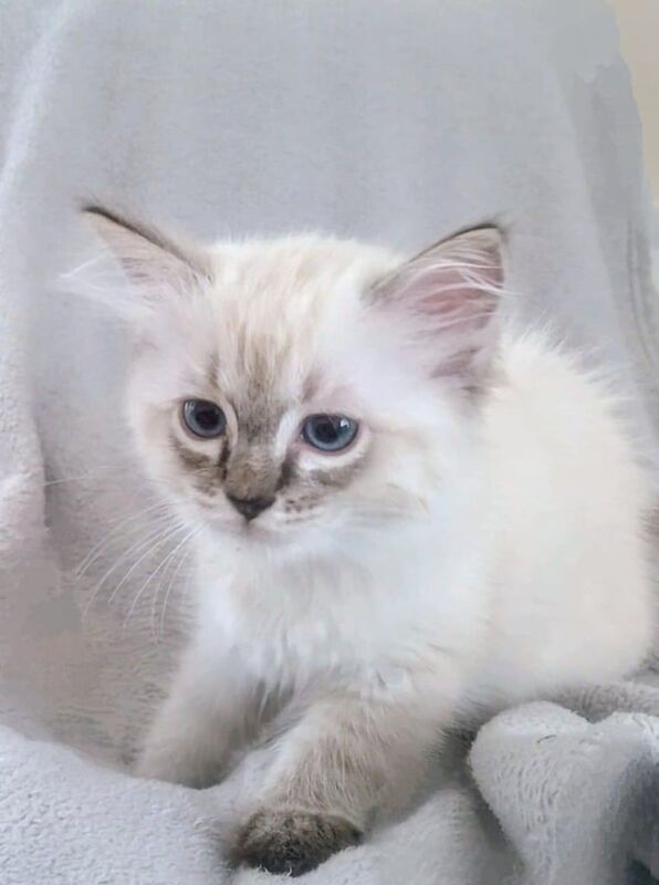 Ragdoll kittens for sale in Exeter, Devon – 11 weeks old - Image 3 of 3