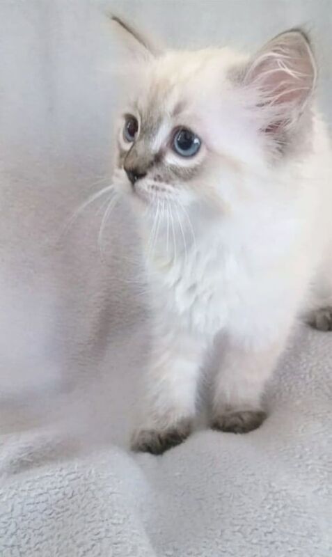 Ragdoll kittens for sale in Exeter, Devon – 3 months old
