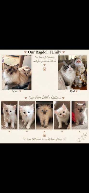 Ragdoll Kittens For Sale