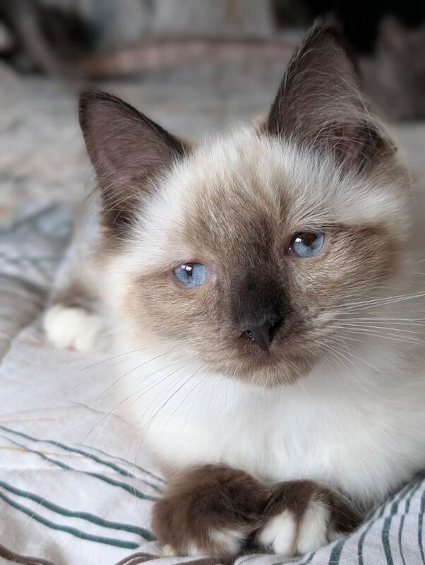 Gorgeous Seal Mitted Ragdoll Boy