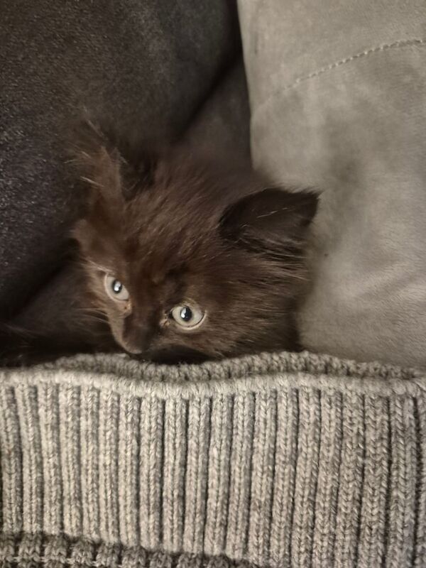 Ragdoll kittens for sale in Preston, Lancashire – 9 weeks old