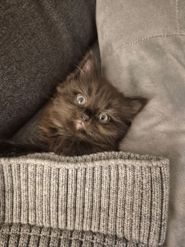 Ragdoll kittens for sale in Preston, Lancashire – 9 weeks old - Image 3 of 3