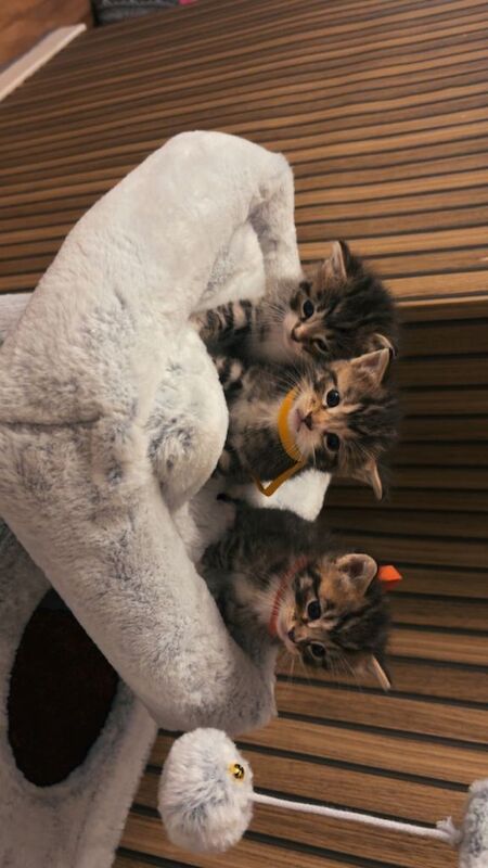 Ragdoll Kittens For Sale Under £300