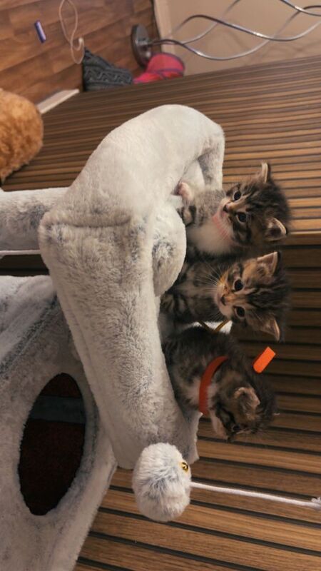 Half rag doll kittens - Image 2 of 5