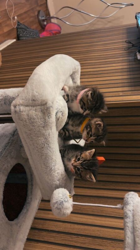Half rag doll kittens - Image 3 of 5