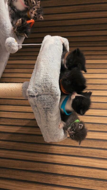 Half rag doll kittens - Image 4 of 5