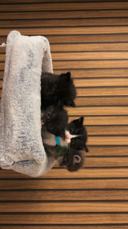 Half rag doll kittens - Image 5 of 5