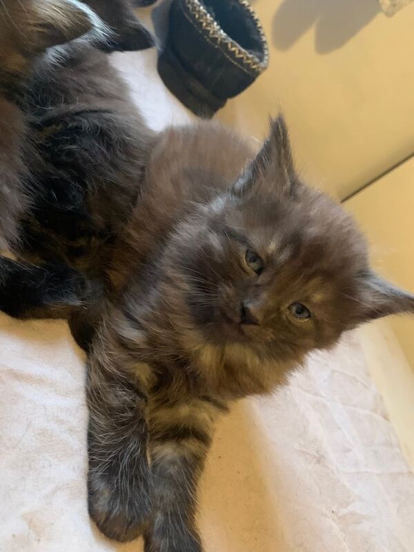 Half rag doll kittens ready now for sale in Dartford, Kent