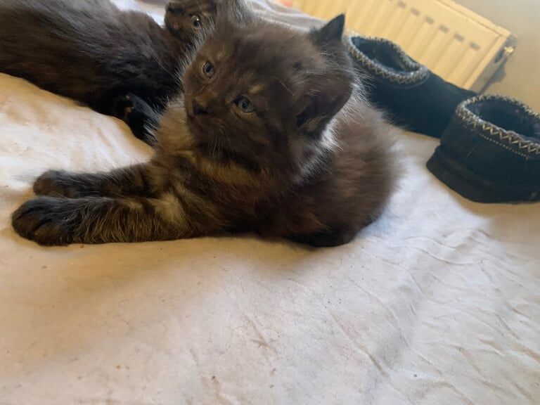 Half rag doll kittens ready now for sale in Dartford, Kent | Image 2