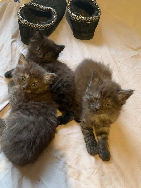 Half rag doll kittens ready now for sale in Dartford, Kent | Image 3
