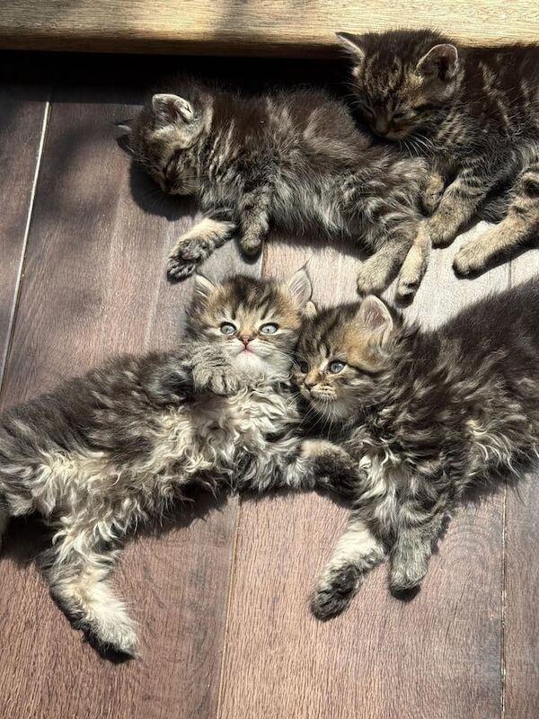 Half Rag doll /Persian Kittens for sale in Sidcup, Greater London