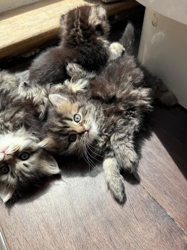 Half Rag doll /Persian Kittens for sale in Sidcup, Greater London | Image 2