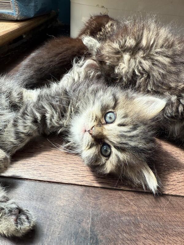Half Rag doll /Persian Kittens for sale in Sidcup, Greater London | Image 3