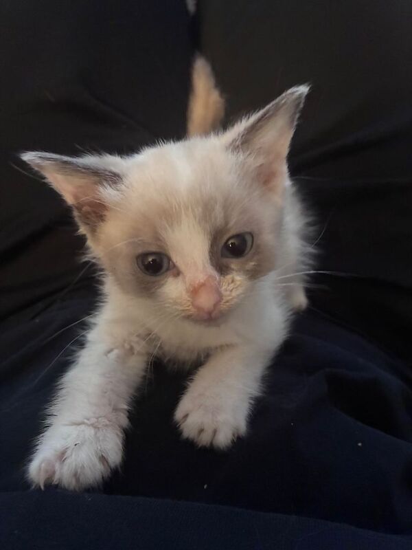 Half Ragdoll female kitten
