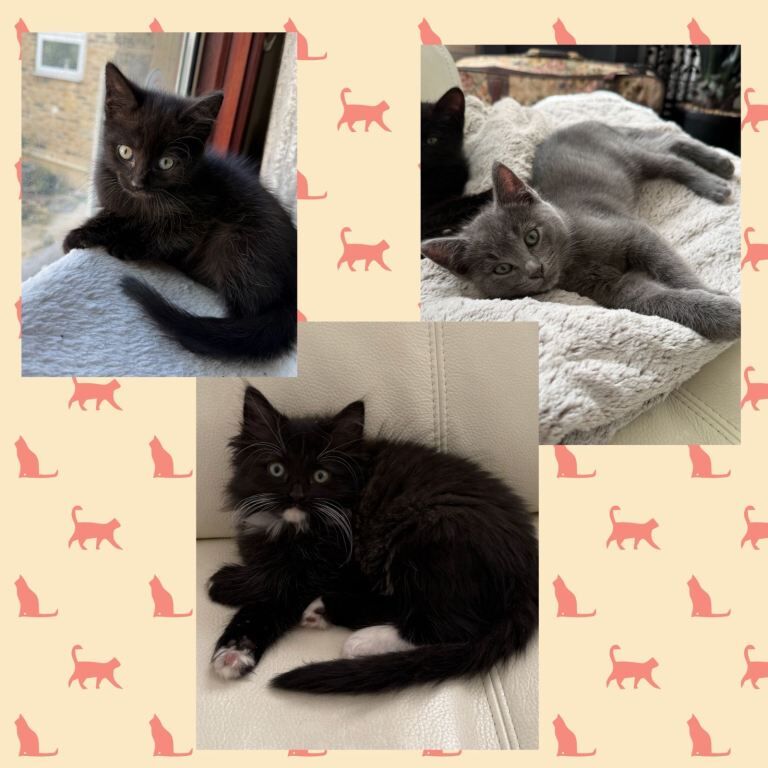 Ragdoll kittens for sale in Camberwell, Greater London – 10 weeks old