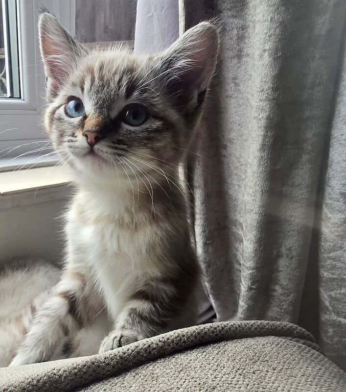 Ragdoll kittens for sale in Poole, Dorset – 11 weeks old