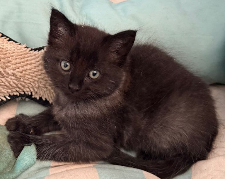 Half ragdoll kitten