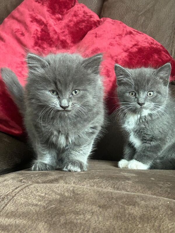 half ragdoll kittens for sale in Broadstairs, Kent