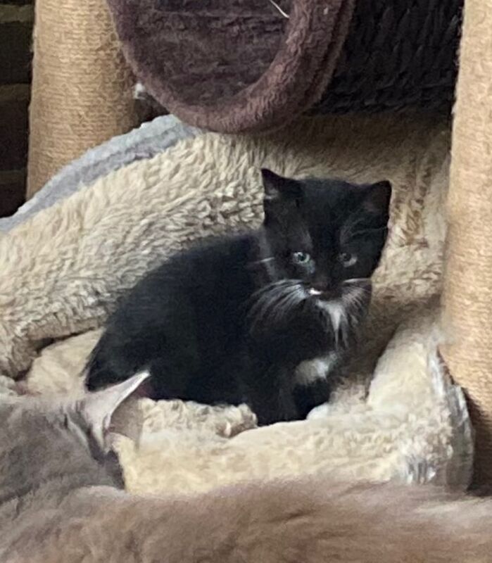 half ragdoll kittens for sale in Broadstairs, Kent | Image 2