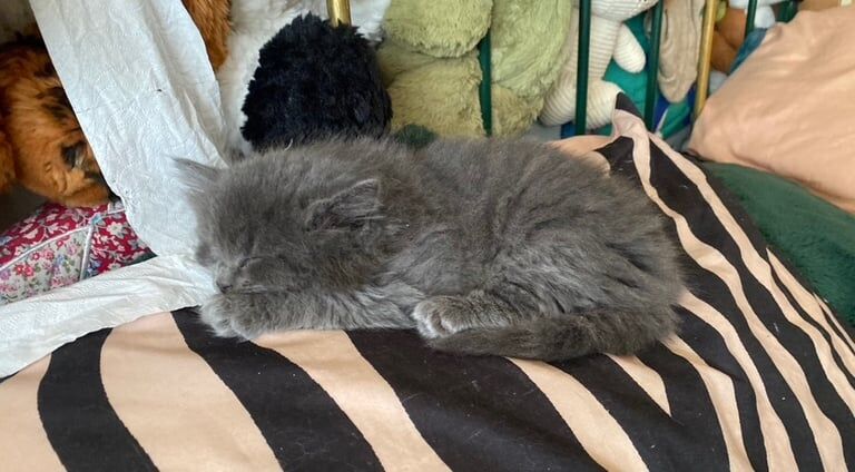 half ragdoll kittens for sale in Broadstairs, Kent | Image 3