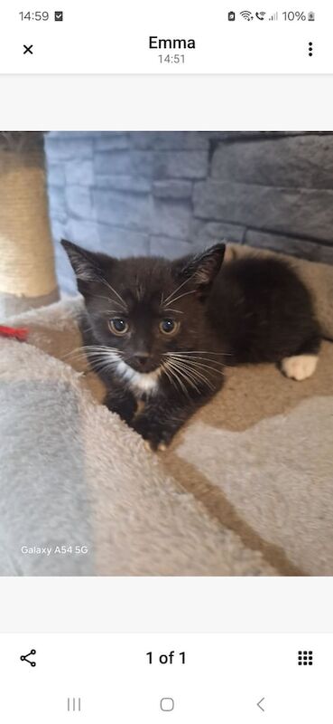 Half ragdoll kittens for sale in Leeds, West Yorkshire