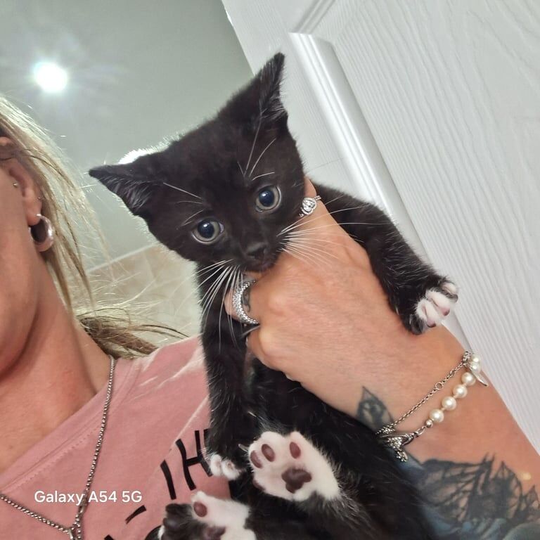 Half ragdoll kittens for sale in Leeds, West Yorkshire | Image 2