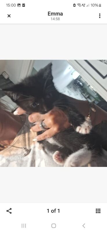 Half ragdoll kittens for sale in Leeds, West Yorkshire | Image 3