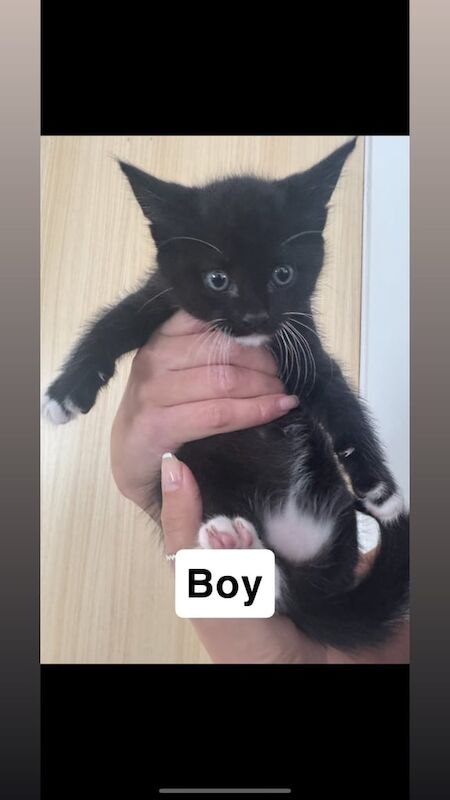 Ragdoll kittens for sale in Portree / Port Rìgh, Ross and Cromarty – 7 weeks old