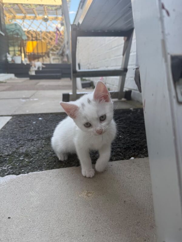 Ragdoll kittens for sale in Leicester, Leicestershire – 9 weeks old