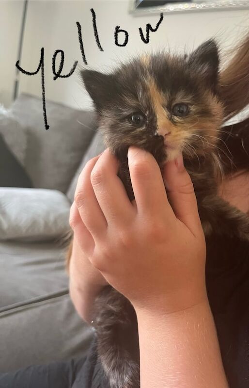 Ragdoll kittens for sale in Weston-super-Mare, Somerset – 8 weeks old