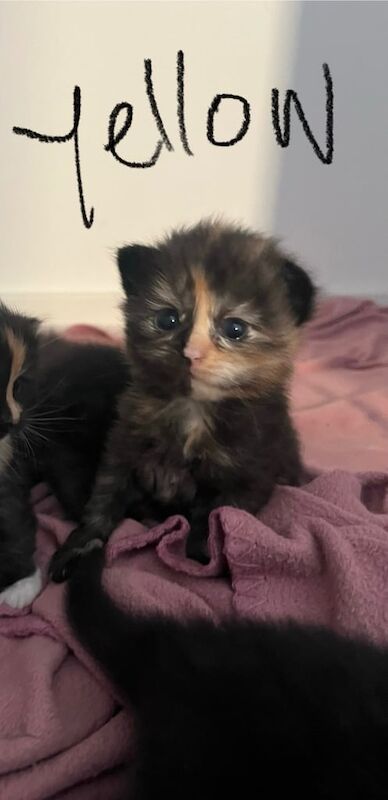 Ragdoll kittens for sale in Weston-super-Mare, Somerset – 8 weeks old - Image 2 of 3