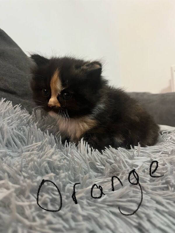 Ragdoll kittens for sale in Weston-super-Mare, Somerset – 8 weeks old - Image 3 of 3