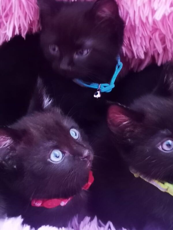 Ragdoll kittens for sale in Grangemouth, Stirling and Falkirk – 9 weeks old