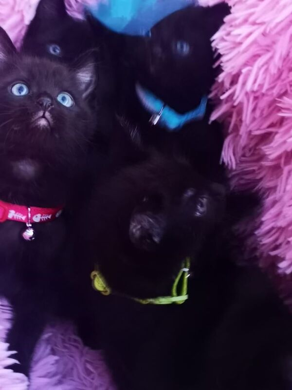 Ragdoll kittens for sale in Grangemouth, Stirling and Falkirk – 9 weeks old - Image 2 of 3