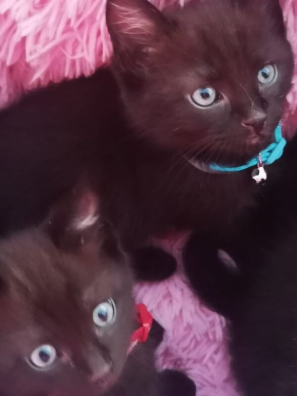 Ragdoll kittens for sale in Grangemouth, Stirling and Falkirk – 9 weeks old - Image 3 of 3