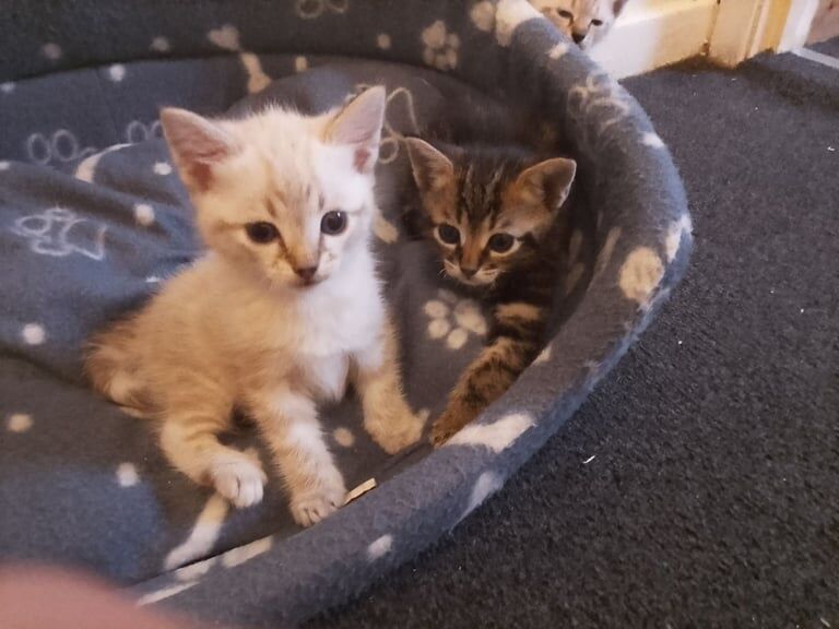 Ragdoll kittens for sale in Biggar, Lanarkshire – 5 weeks old